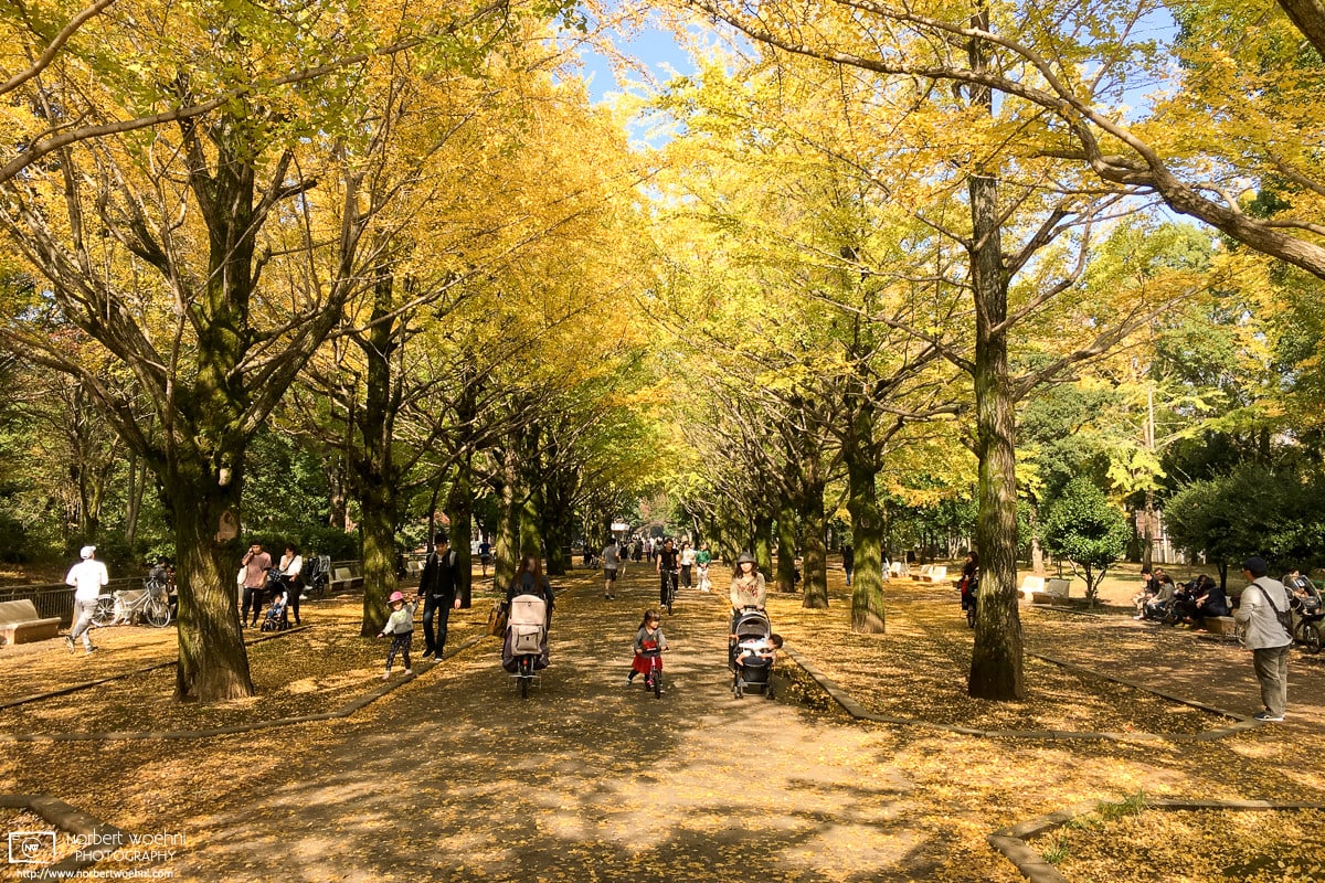 A golden autumn scene from Hikarigaoka Park in the northwest of Tokyo, Japan.