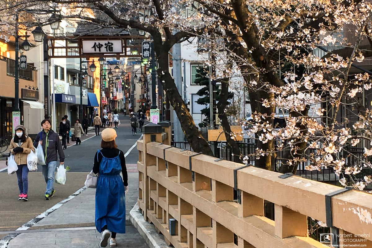 Afternoon sunlight on the cherry blossoms in the Nakajuku district of Itabashi-ku, Tokyo, Japan.