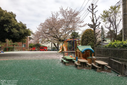 Fallen cherry blossoms at a children's playground in Itabashi-ku, Tokyo, Japan.