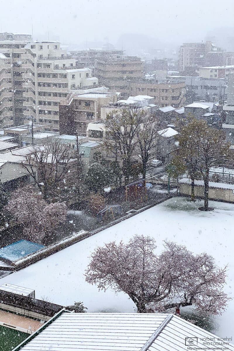 A sudden snowy episode during the sakura season at the end of March, in a neighborhood of Itabashi-ku in Tokyo, Japan.