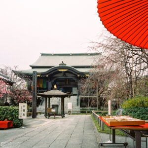An early cherry blossom season visit to Nanzoin Temple in Itabashi-ku, Tokyo, Japan.