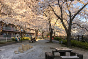 Cherry blossom season in a residential area near Teikyo University in Itabashi-ku, Tokyo, Japan.