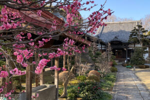 An early February showing of plum blossoms at Ryūfukuji Temple in Itabashi-ku, Tokyo, Japan.