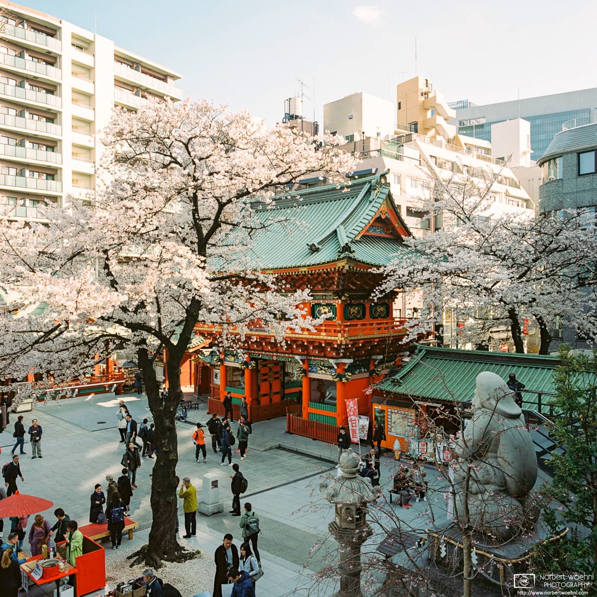 Cherry blossom season at Kanda Myōjin in Tokyo, a Shinto shrine whose origins date back to the 8th century.