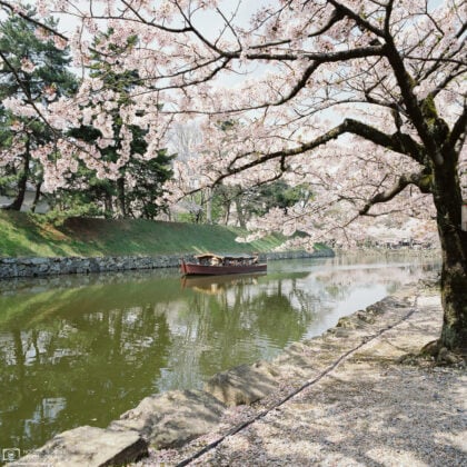 During Cherry Blossom season, the moat of Hikone Castle in Shiga Prefecture, Japan, provides a particularly scenic setting for boat tours.