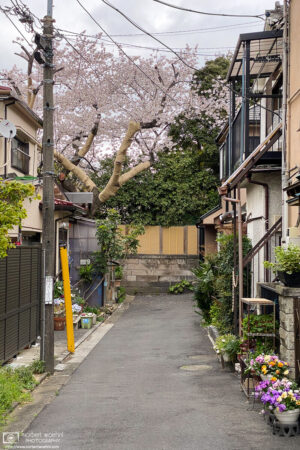 A cherry blossom tree is in full bloom in this dead-end street in the Maenocho area of Itabashi-ku, Tokyo, Japan.