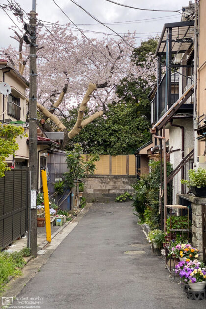 A cherry blossom tree is in full bloom in this dead-end street in the Maenocho area of Itabashi-ku, Tokyo, Japan.