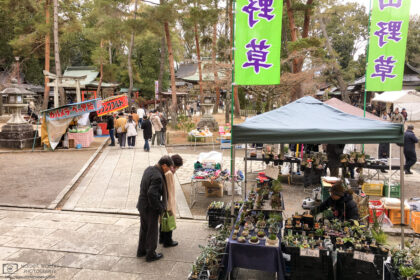 At a flea market stand inside Imamiya Shrine in Kyoto, Japan, a variety of plants is for sale.