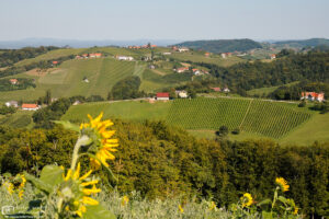 A view across the rolling vineyards of southern Styria, Austria, close to the Slovenian border.