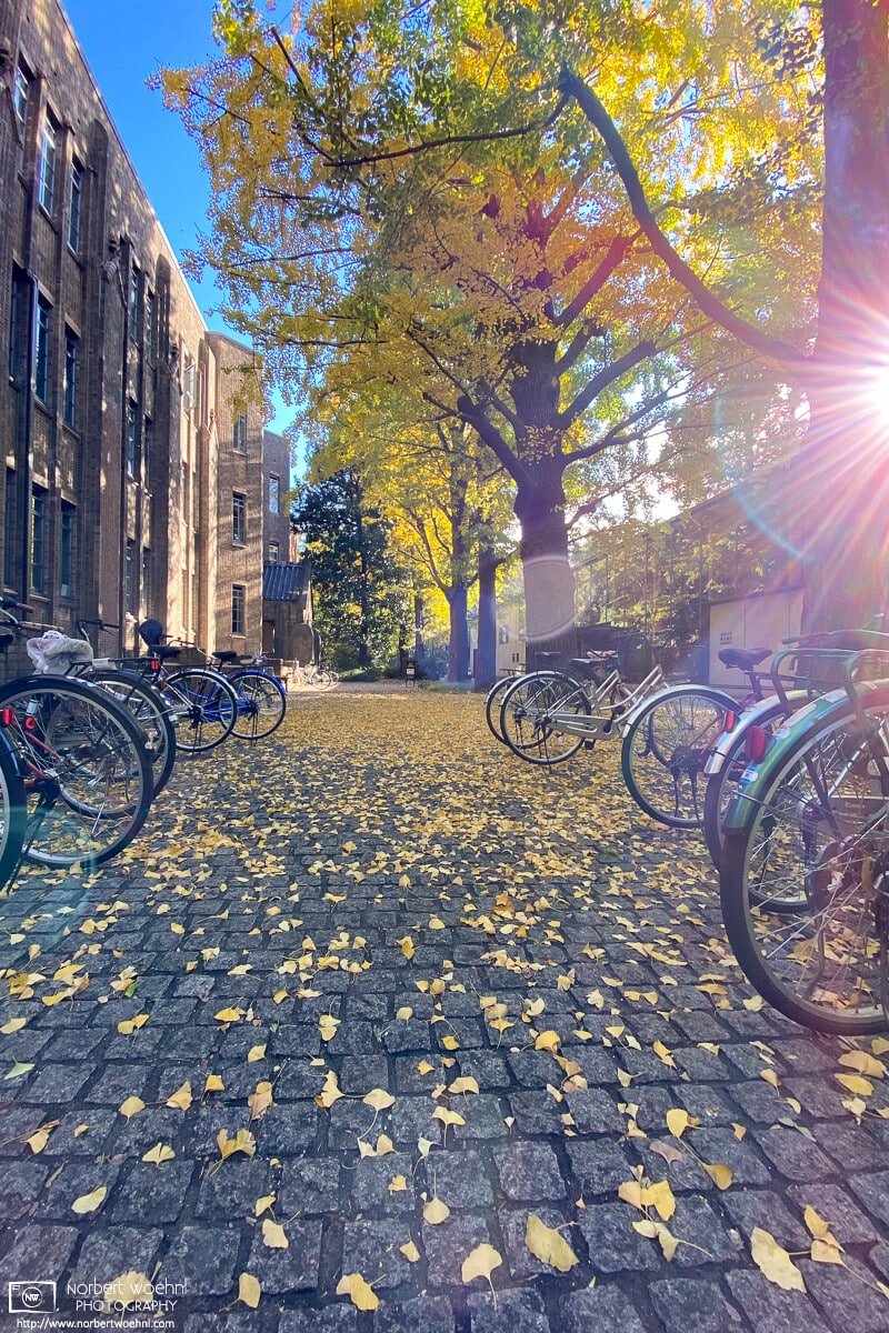 At the University of Tokyo Campus, the bright autumn sun lights up a footpath between parked bicycles.