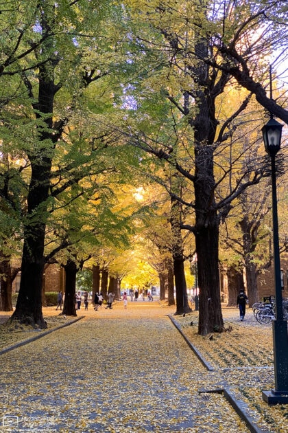 In late November, the University of Tokyo Campus provides a lovely setting for a walk amongst golden leaves.