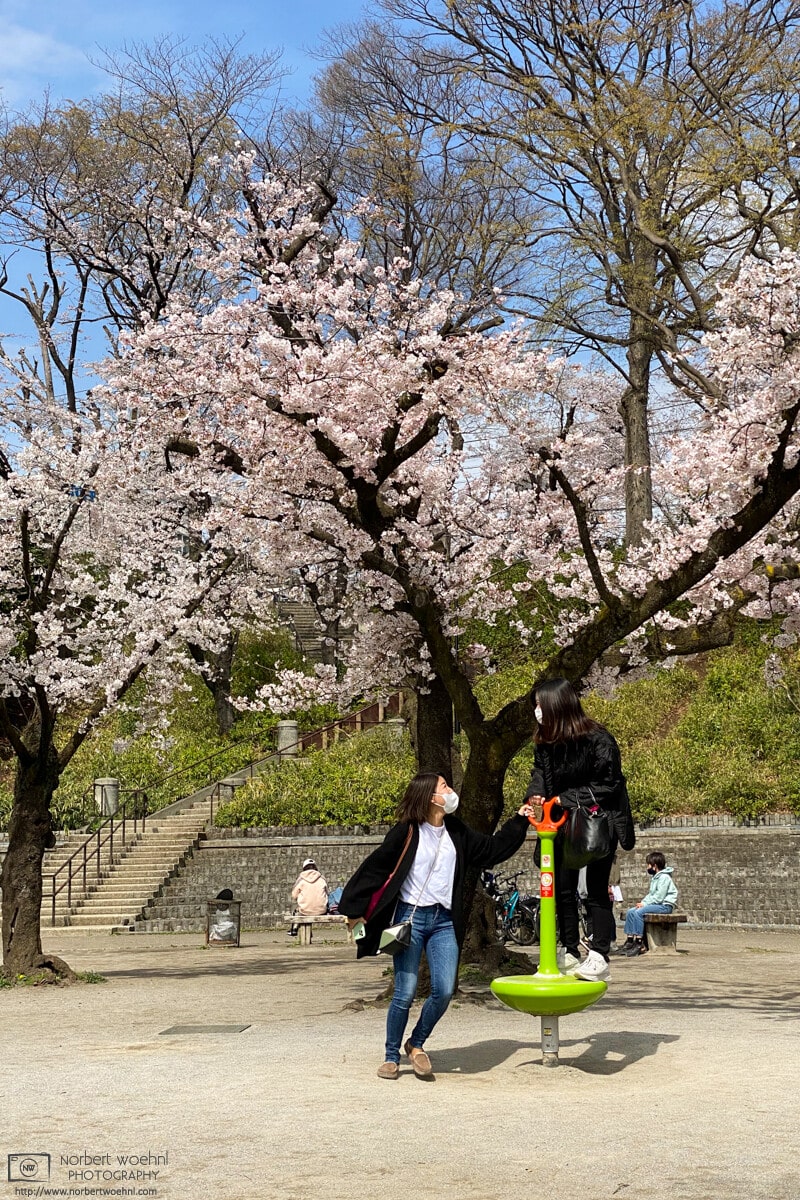 Enjoying the cherry blossom season at a playground in Mitsugi Park, Itabashi-ku, Tokyo, Japan.