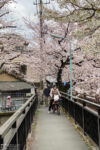 A pedestrian and bicycle path in the Nakajuku area of Itabashi-ku, Tokyo, Japan, during cherry blossom season.