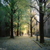 An autumn walk on a fine November day at the campus of Tokyo University, Japan.