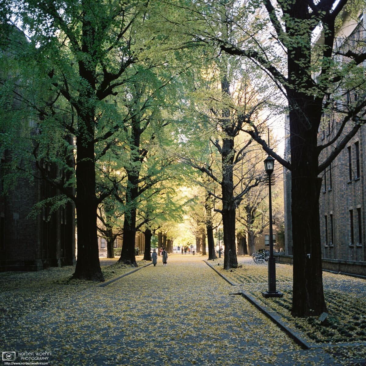 An autumn walk on a fine November day at the campus of the University of Tokyo, Japan.