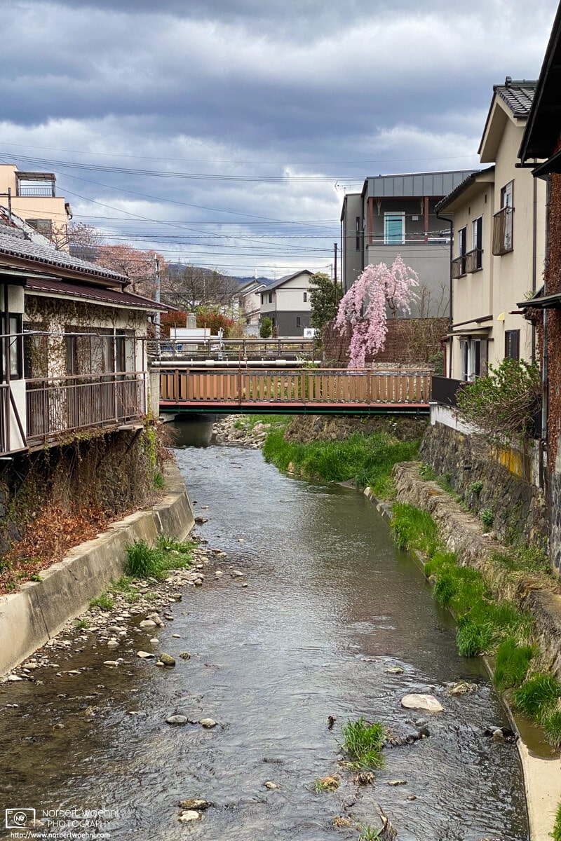 A seasonal view of cherry blossoms along the Yadesawa River in the Yanagimachi area of Ueda, Nagano Prefecture, Japan.