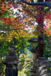 Autumn colors at Chōtokuji (長徳寺), a Buddhist Temple in the Itabashi ward of Tokyo, Japan.